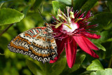 jardin-des-papillons-martin-bueche-papillon10-141149