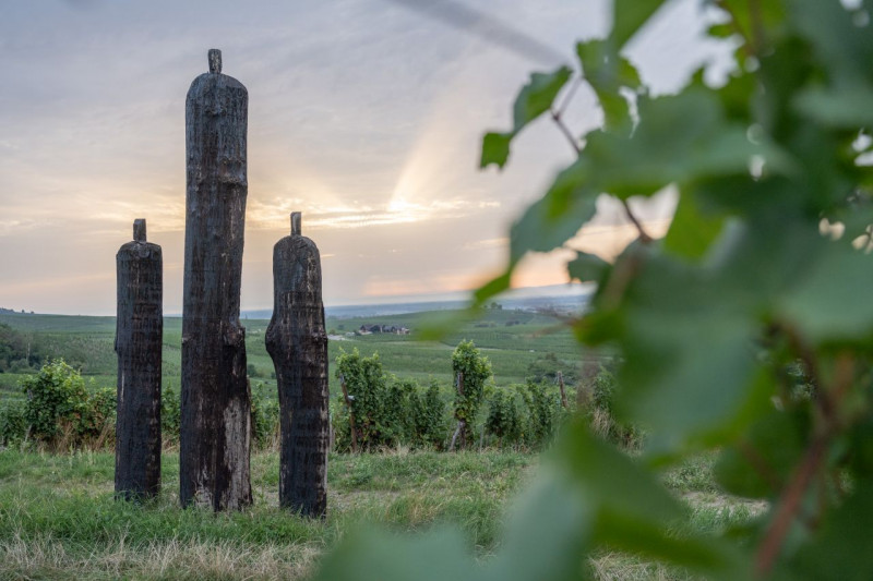 2023-ete-alsace-ribeauville-grand-cru-matin-vignoble-cave-31-vincent-schneider-442206 2023-ete-alsace-ribeauville-grand-cru-matin-vignoble-cave-31-vincent-schneider-442206