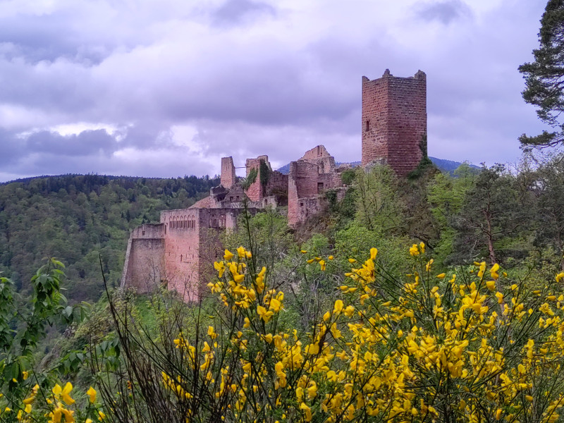 chateauxribeauville-2-419423
