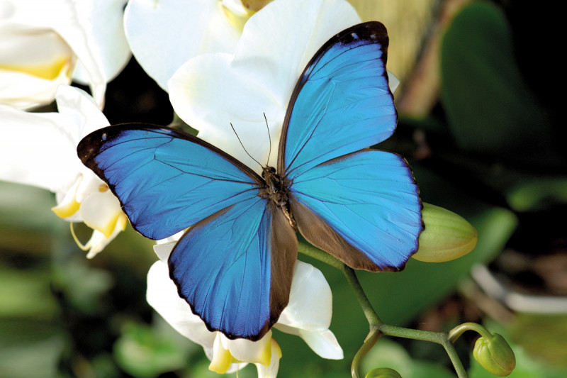 jardin-des-papillons-martin-bueche-papillon-orchid1-141146