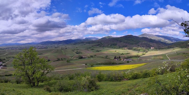 vignes-mineraux-1pano-419419