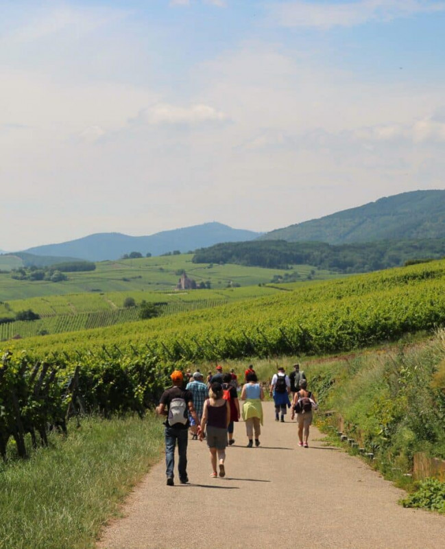 visite-du-vignoble-1-1-768x947-442208 visite-du-vignoble-1-1-768x947-442208